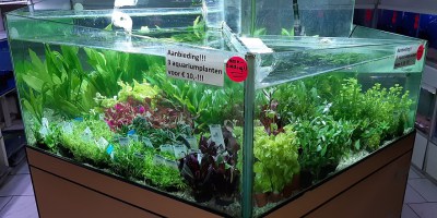 Aanbieding planten